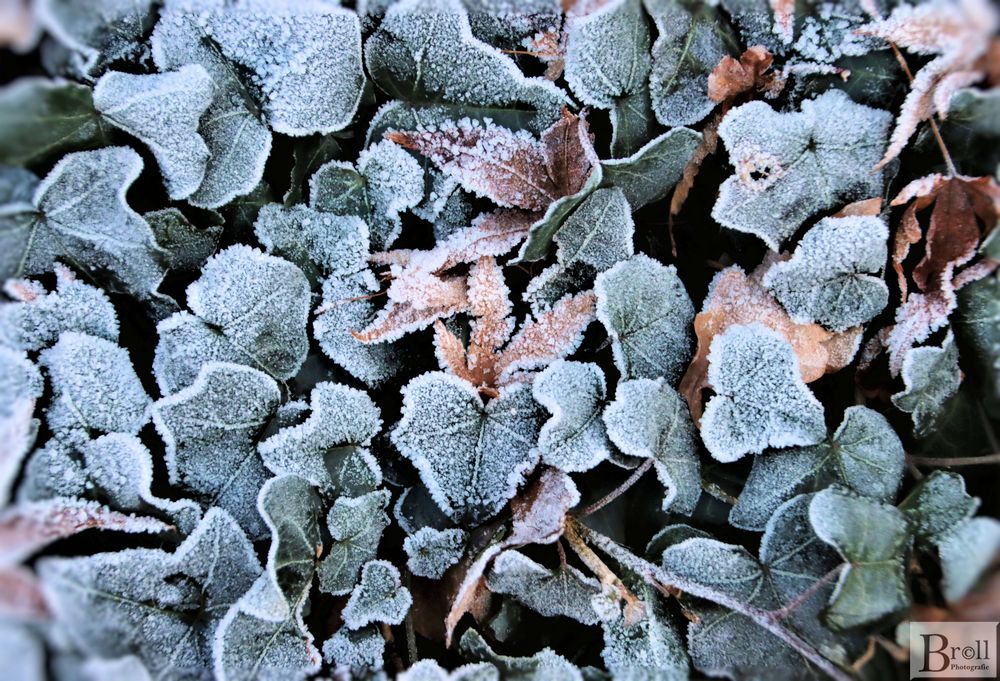 Meine Frostaufnahme nach -5 Grad in der Nacht