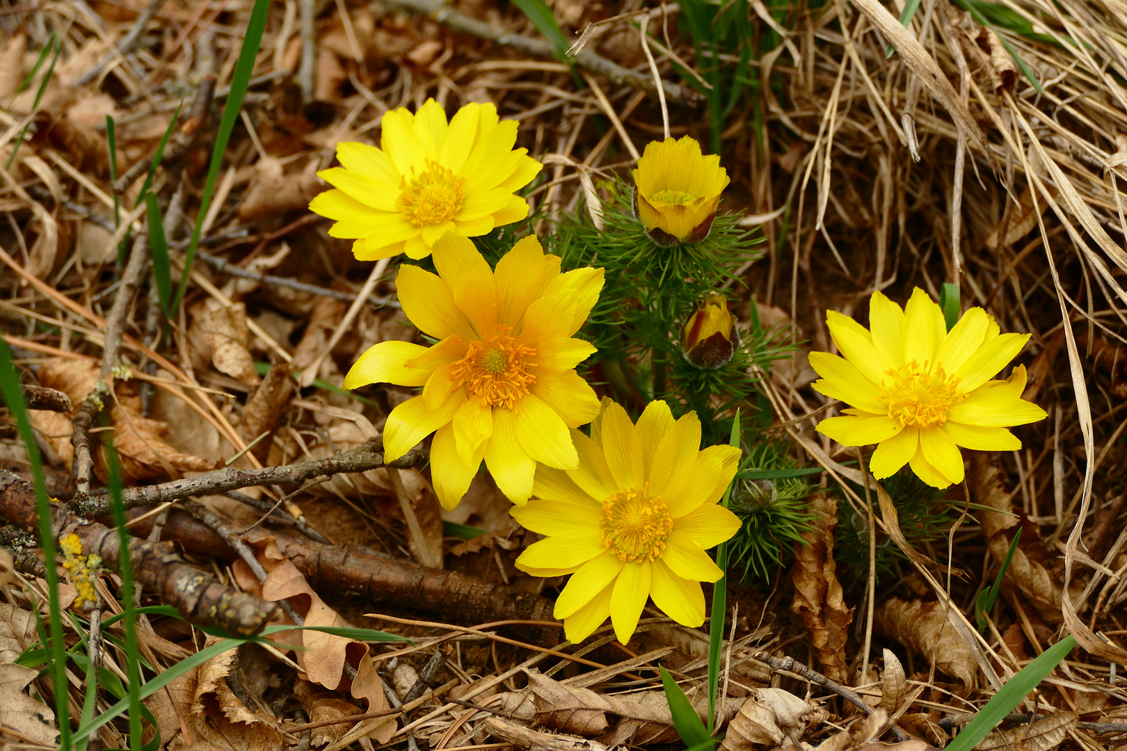 Meine Frühlings Adonisröschen