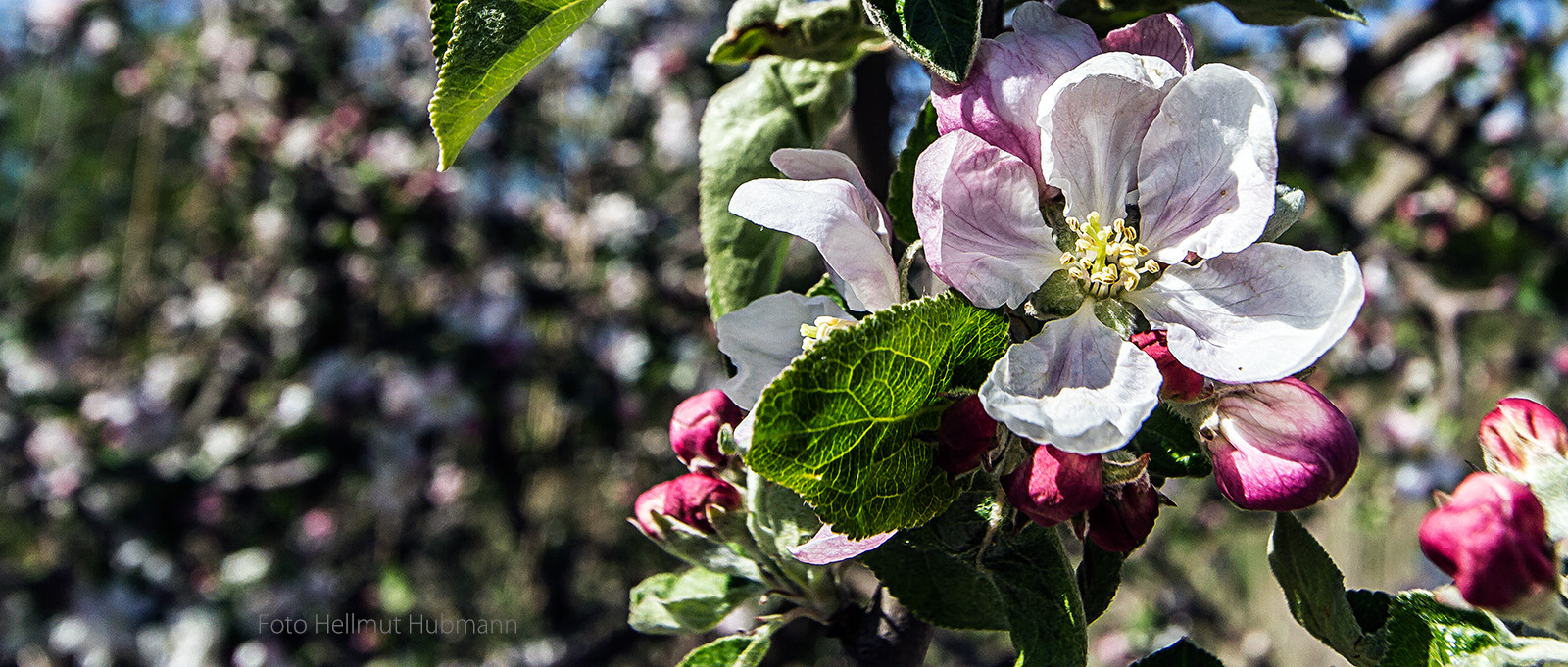 MEINE FRÜHLINGSBLÜTE