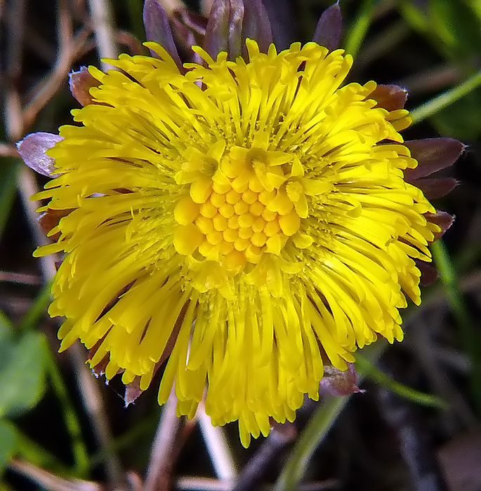 Meine Frühlingsboten: 1. Huflattich (Tussilago farfara)