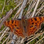 Meine Frühlingsboten: 2. C-Falter (Polygonia c-album)