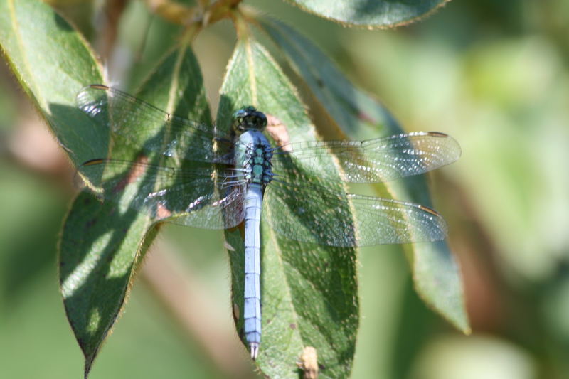 meine fünfte Libelle