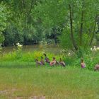 meine Gänse am See leben nicht mehr (mis gansos en el lago ya no viven)