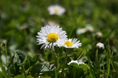 meine Gänseblümchen