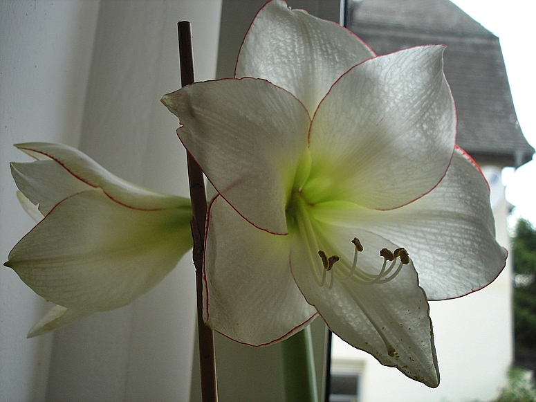 Meine ganz persönliche Amaryllis heißt *Sophie*