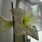 Meine ganz persönliche Amaryllis heißt *Sophie*