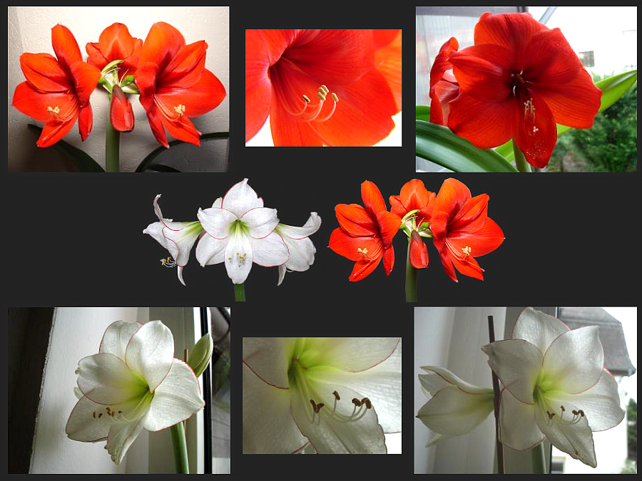 Meine ganz persönliche Amaryllis - Zucht - Namens Sophie