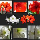 Meine ganz persönliche Amaryllis - Zucht - Namens Sophie