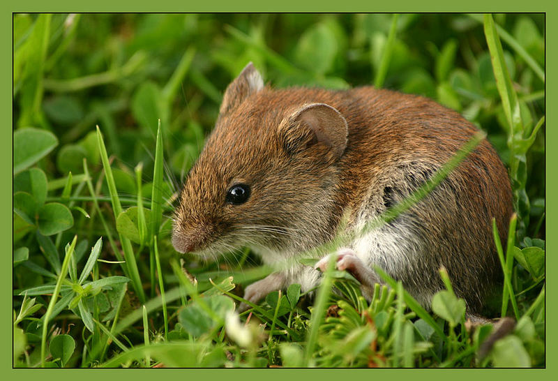 26+ schön Sammlung Maus Im Garten : Braune Maus Im Garten Elegant Erdmaus - Microtus Agrestis ... : Ferner erläutern wir detailliert, welchen schaden eine wühlmaus anrichten kann. 26+ schön Sammlung Maus Im Garten : Braune Maus Im Garten Elegant Erdmaus - Microtus Agrestis ... : Ferner erläutern wir detailliert, welchen schaden eine wühlmaus anrichten kann.