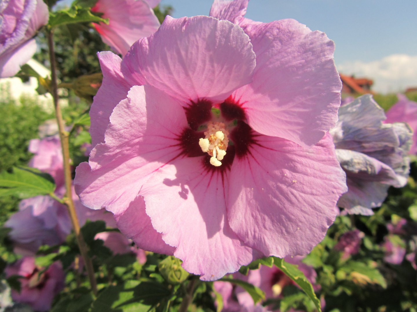 Meine Gartenblumen