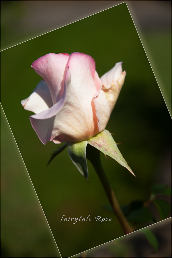 meine Gartenrose