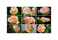 Meine Gartenrosen....
