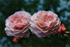 Meine Gartenrosen....