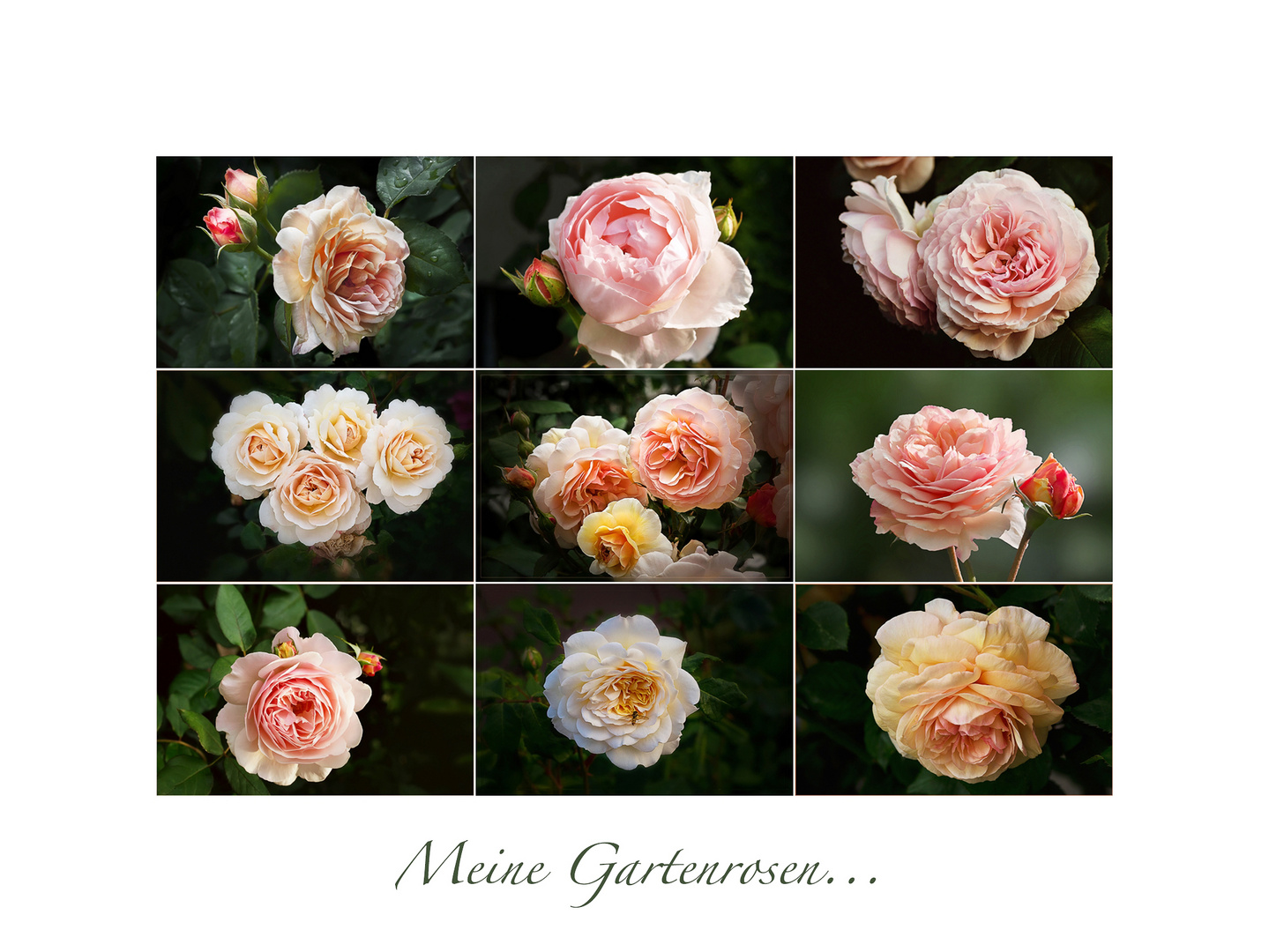 Meine Gartenrosen - 