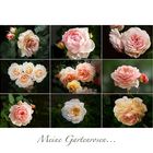 Meine Gartenrosen - 