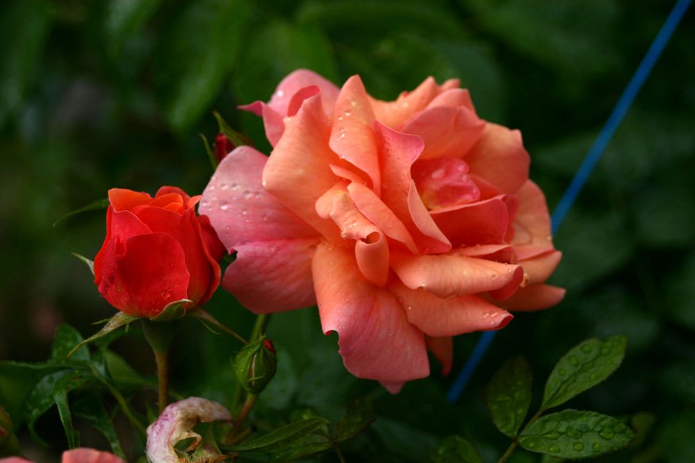 meine Gartenrosen erstrahlen zum Sonntag