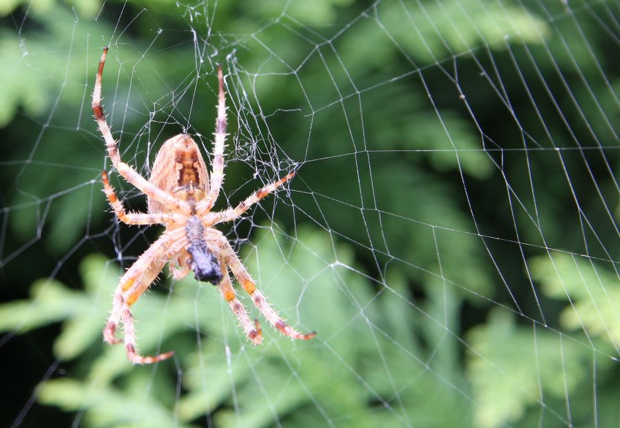 Meine Gartenspinne mit Netz