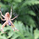 Meine Gartenspinne mit Netz