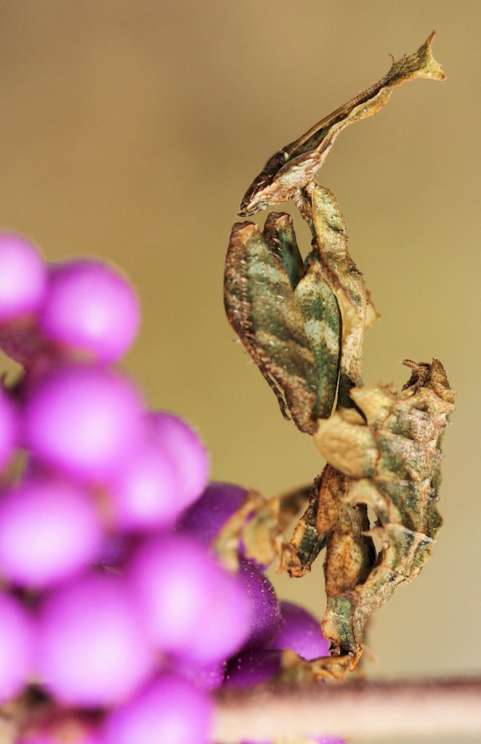 Meine Geister Mantis … seitlich aufgenommen… 