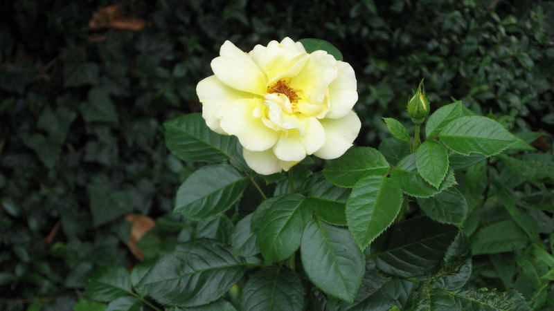 Meine gelbe Rose