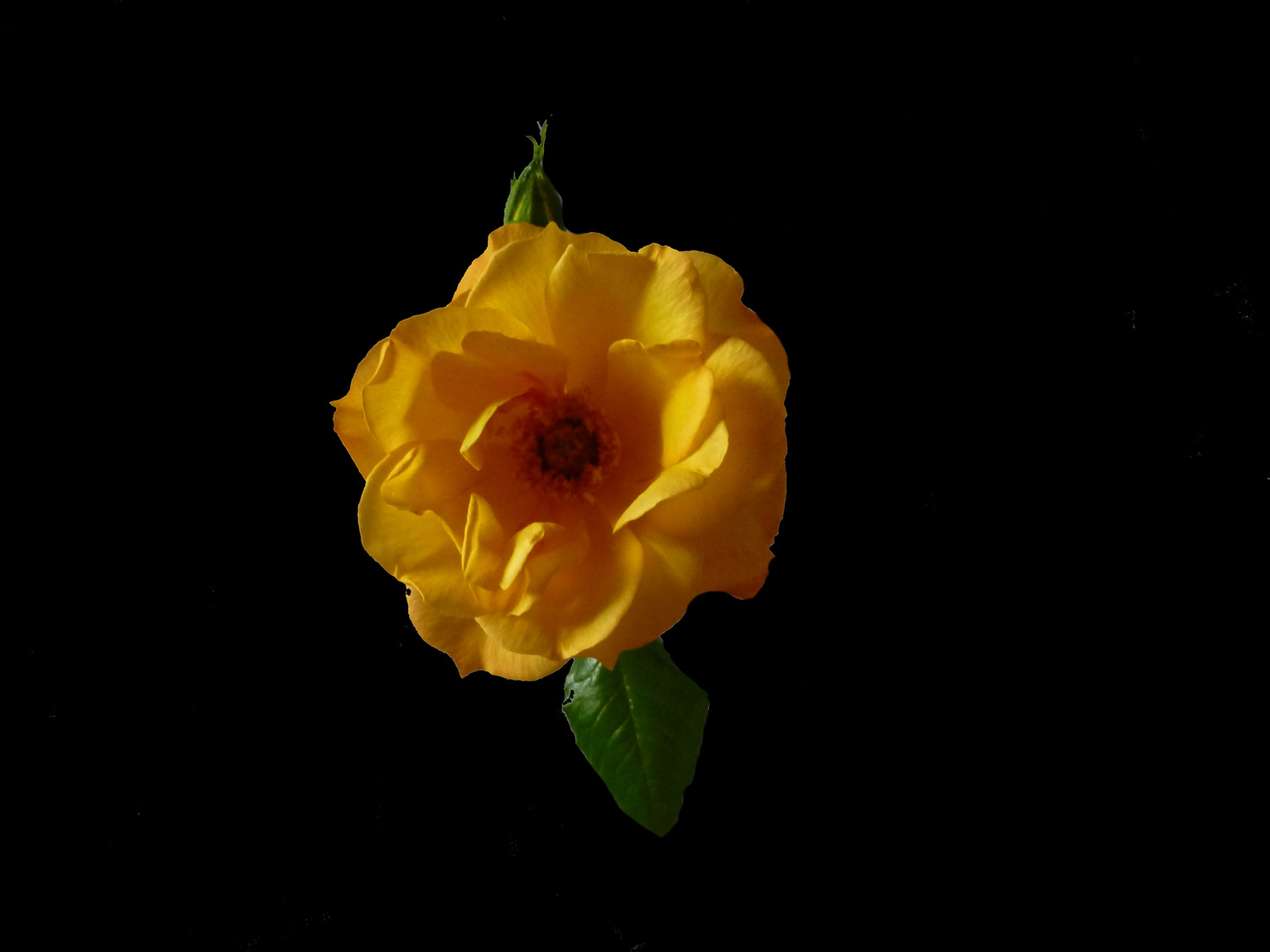 Meine gelbe Rose fürs Wochenende