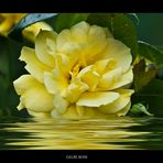 Meine gelbe Rose (Seerose)