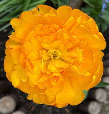 Meine gelbe Tulpe - blüht jedes Jahr wieder zuverlässig