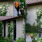  Meine gelben Rosen am Kirchenfenster