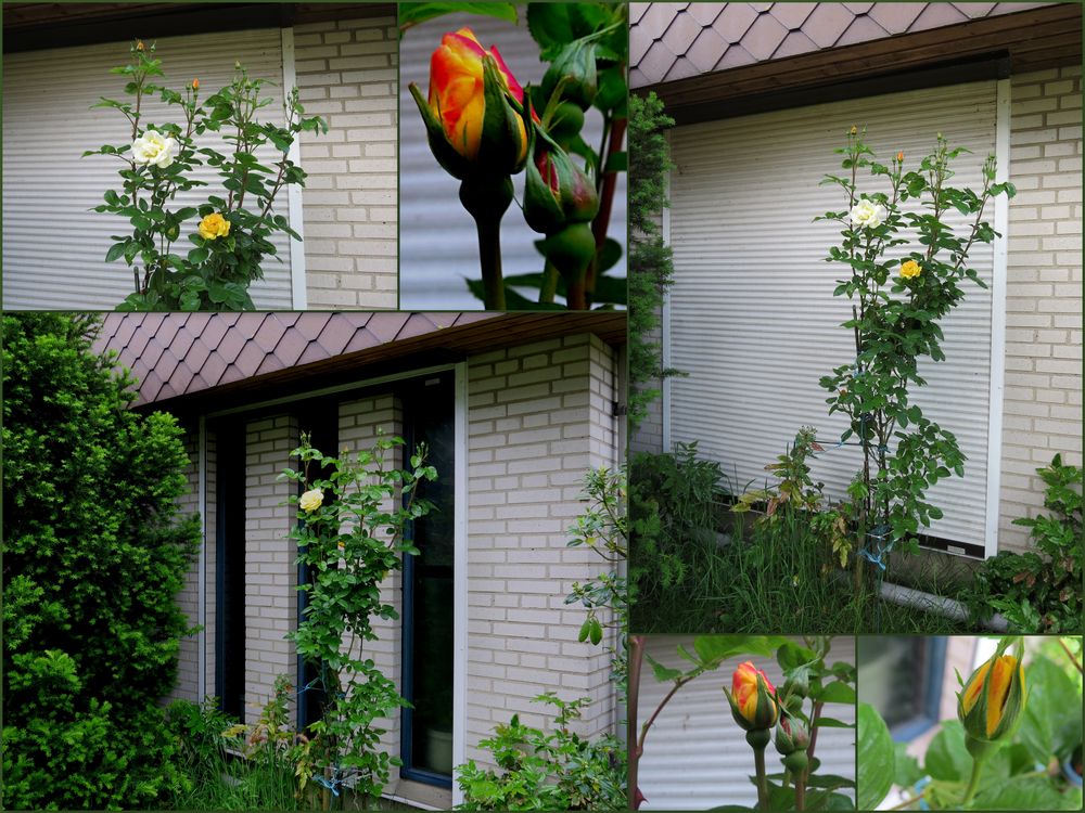  Meine gelben Rosen am Kirchenfenster