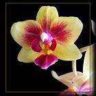 Meine Gelb/Rote Orchidee