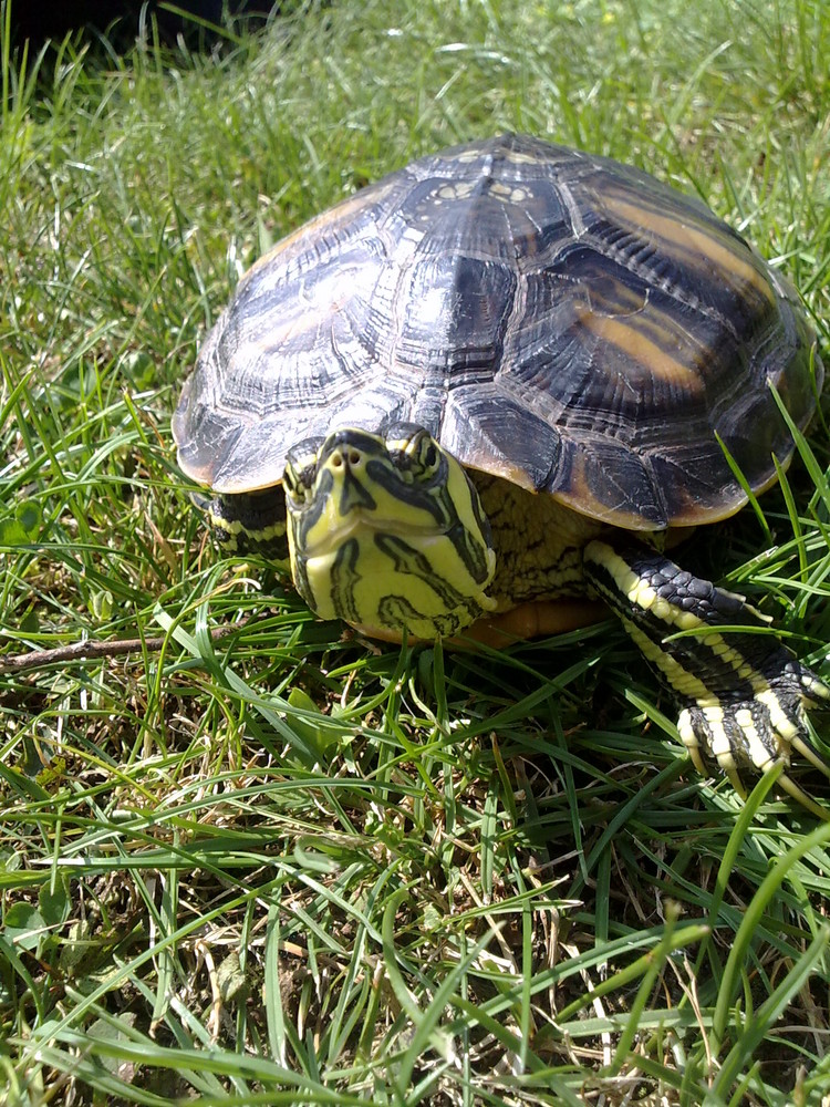 Meine Gelbwangenschildkröte namens Ferdinand Tschibo Toast !