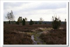 meine geliebte Heide