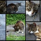 °°°° Meine geliebte Katze °°°°