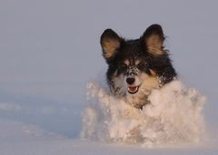 Meine Gina - die Schneefräse :)