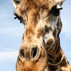 Meine Giraffe