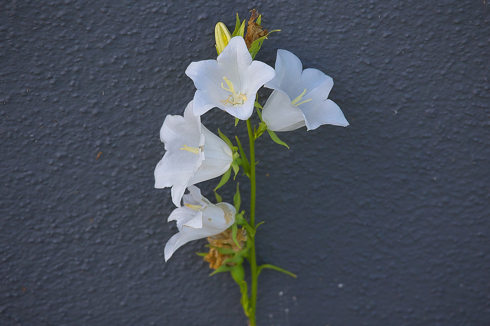 Meine Glockenblumen vor der Hauswand