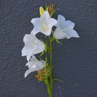 Meine Glockenblumen vor der Hauswand