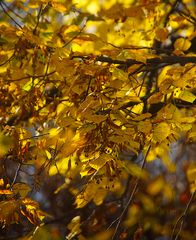 »Meine« goldene Linde