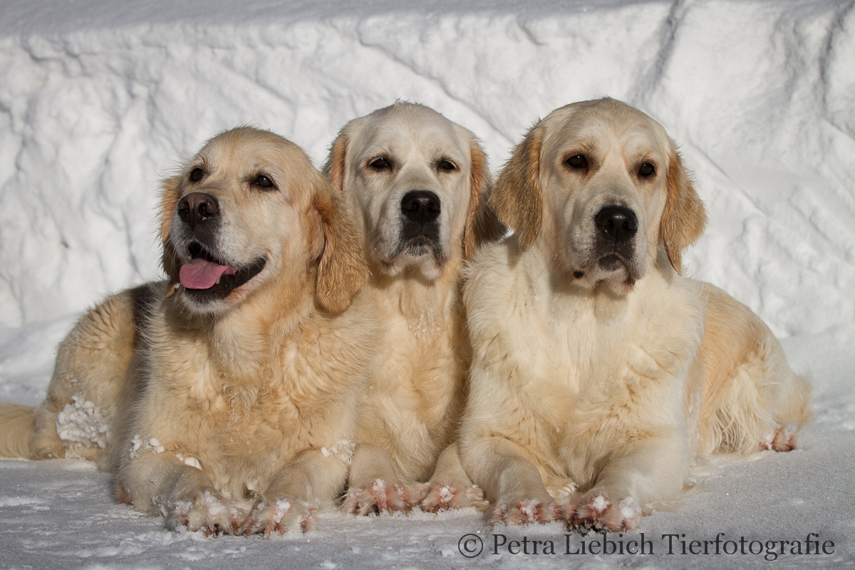 meine Goldies