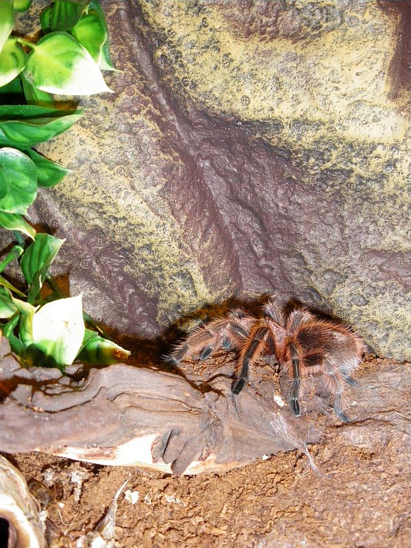 Meine Grammostola Rosea auf ihrem Thron