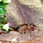 Meine Grammostola Rosea auf ihrem Thron