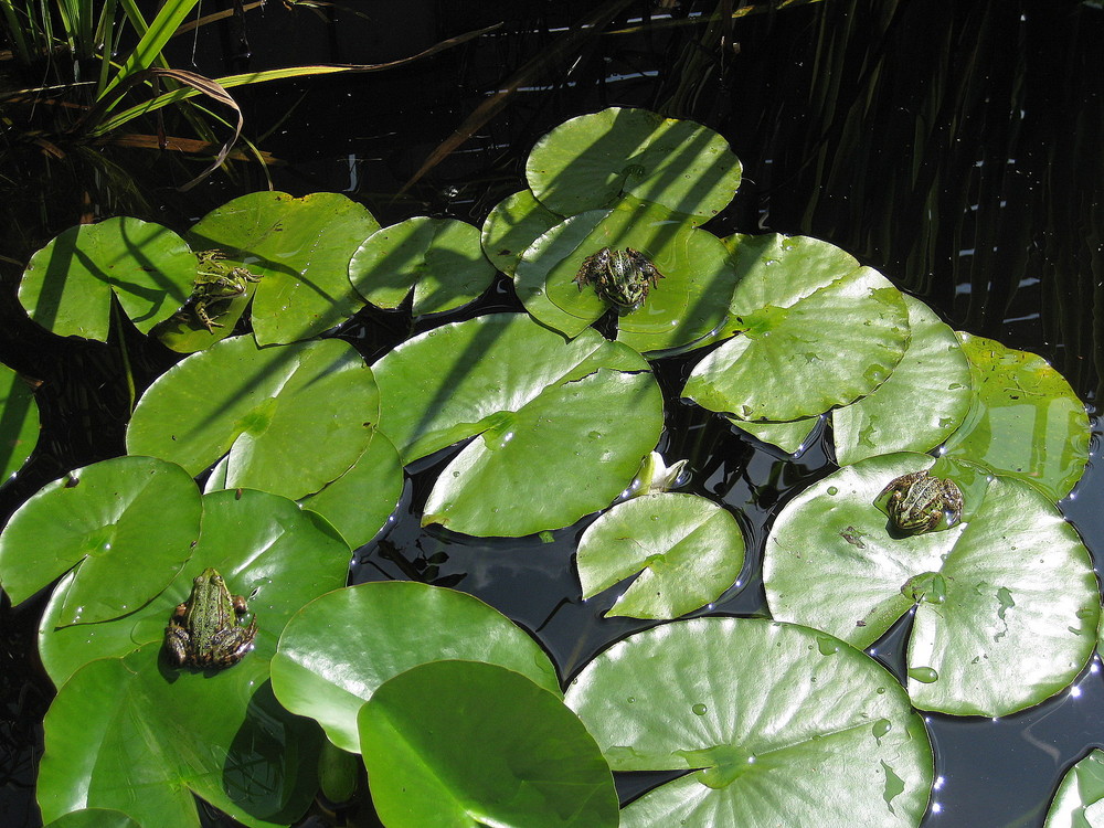 Meine grünen Garten/Teich Bewohner