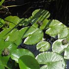 Meine grünen Garten/Teich Bewohner