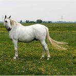 Meine Güte ... was für ein Wind