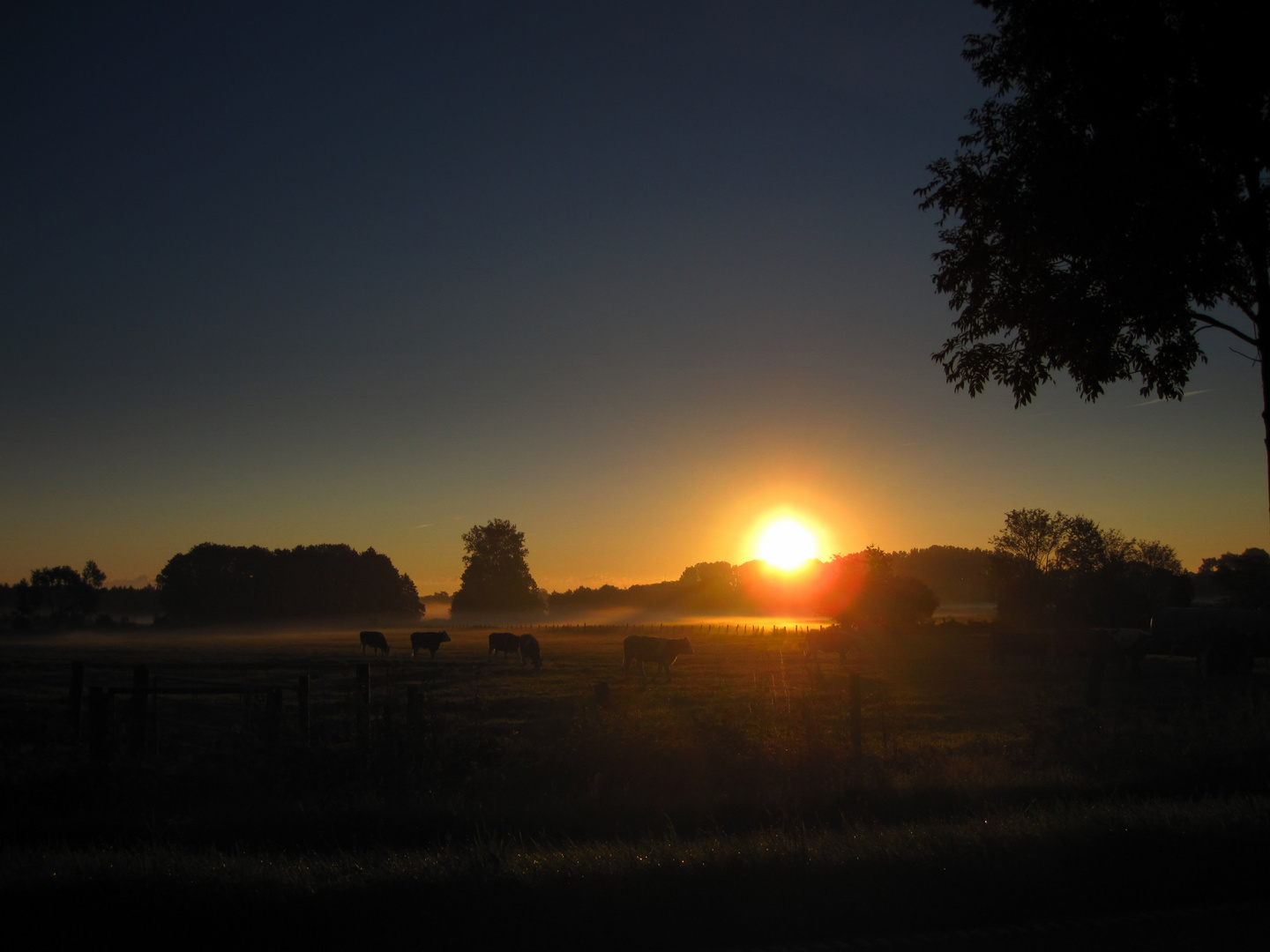 Meine "Guten Morgen-Kühe" No. 1