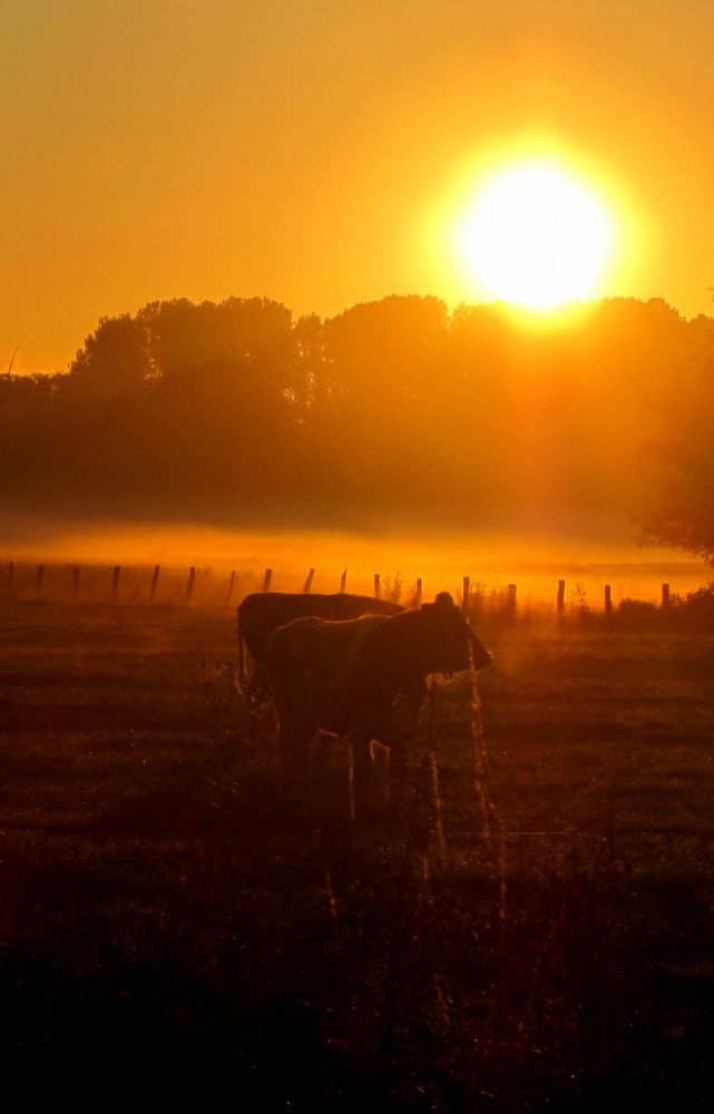 Meine "Guten Morgen-Kühe" No. 2