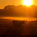 Meine "Guten Morgen-Kühe" No. 2