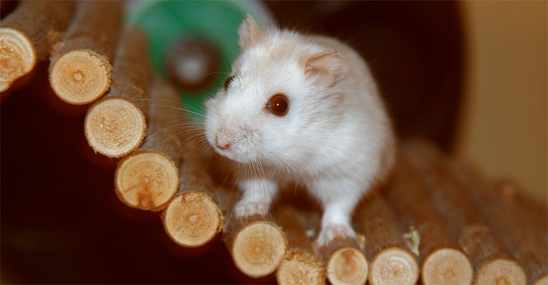 Meine Hamsterdame Sandy