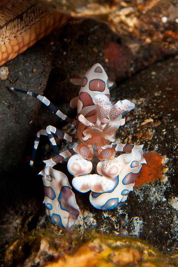 meine Harlekin-Garnele