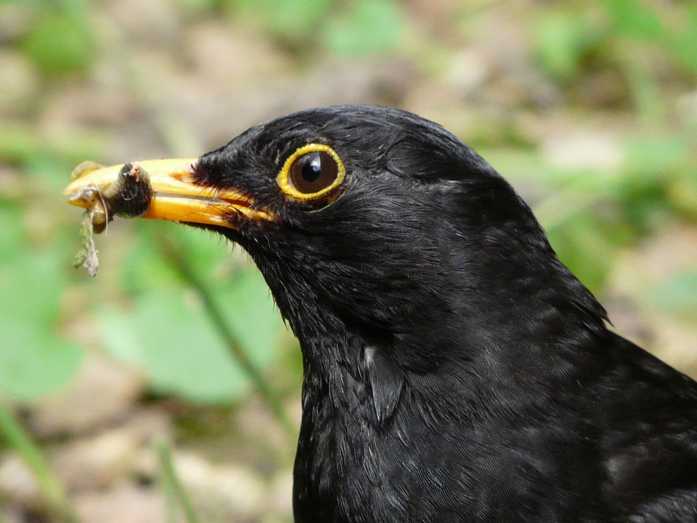 Meine "Hausamsel"